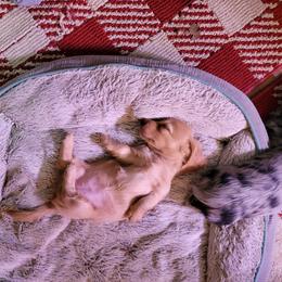 Dachshund Puppies from Hyder's Dachshunds