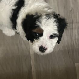 Cavalier King Charles Spaniel, Cavapoo, Maltipoo, and Poodle Puppies from Lainy's Puppies