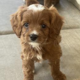 Huck - Red male Cavapoo puppy in Glendale, Arizona from Dashing Dogs