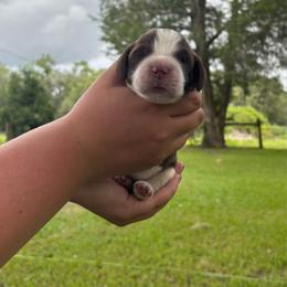 Purple - Liver and white female English Springer Spaniel puppy in Williston, Florida from Bizzy Farms English Springer Spaniels