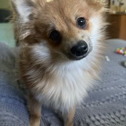 Wally - Orange sable male Pomeranian puppy in Midland, Michigan from Brandi’s Pomeranian Pups