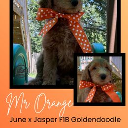 Mr. Orange - Red  male Goldendoodle puppy in Blue Springs, Missouri from Farmstead 51