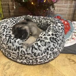 Norwegian Elkhound and Papillon Puppies from Mikanon