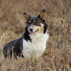Bentley - Pembroke Welsh Corgi