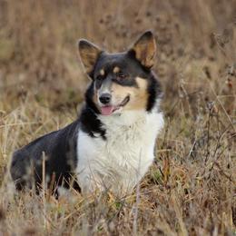 Bentley - Pembroke Welsh Corgi