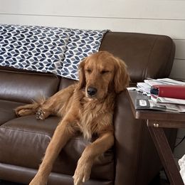 Izzie - Golden Retriever