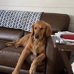 Izzie - Golden Retriever
