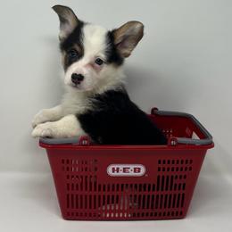 Neve - Black and tan female Pembroke Welsh Corgi puppy in Waco, Texas from The Comma Corgis