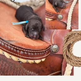 Angus - Phantom male Goldendoodle puppy in New Harmony, Indiana from Cottonwood Farms