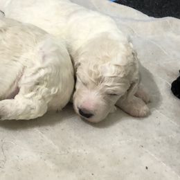 Poodle Puppies from Southern Standards