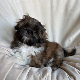 Peter Pan - Brindle male Shih Tzu puppy in Las Vegas, Nevada from Vegas Shih Tzus