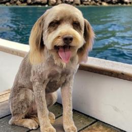 Lucy - Aussiedoodle