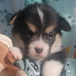Sage bandana girl - Black and tan female Pembroke Welsh Corgi puppy in Cherokee, Oklahoma from MCS Farms-OK