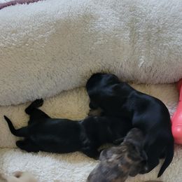 Dachshund Puppies from Rosie Posie Doxies