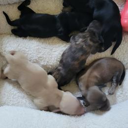 Dachshund Puppies from Rosie Posie Doxies