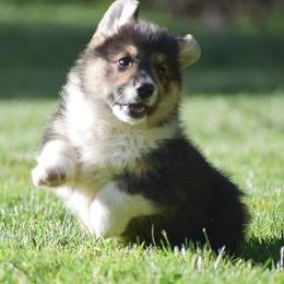 Freddy - Black and tan male Pembroke Welsh Corgi puppy in Morgantown, Pennsylvania from GoldStar Corgis (License Number 18519)