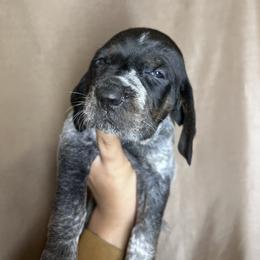 Timber - Blue ticked and tan male Bluetick Coonhound puppy in Wolf Creek, Oregon from Dejah Bleu Kennels