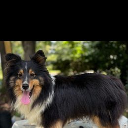 Sunniva - Black white and tan female Shetland Sheepdog puppy in Roanoke, Virginia from Romestar performance K9