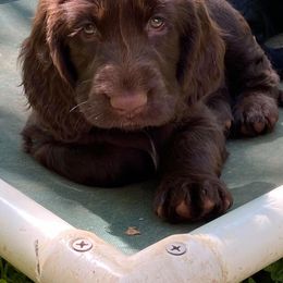 Field Spaniel Puppies from Catera Field Spaniels