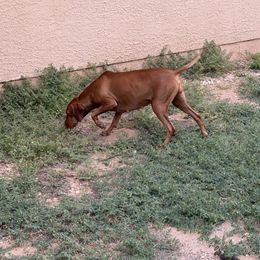Vizsla All Grown Up from Ana Lane Vizslas