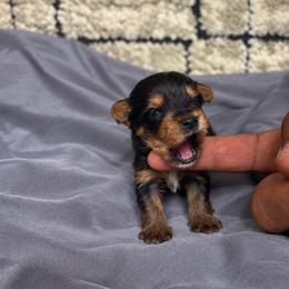 Pixie - Black and tan female Yorkshire Terrier puppy in Navarre, Florida from KAYY services