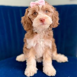 Dior (light pink) - Tri-color female Cavapoo puppy in West Haven, Utah from Harper Haven Cavapoos & Doodles