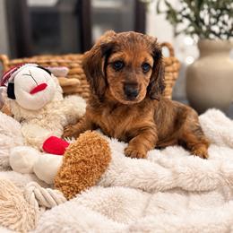 Kanan - Red male Dachshund puppy in La Marque, Texas from For the Love of Doxens