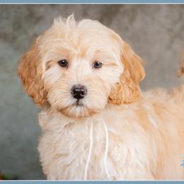 Simone - Red female Bernedoodle puppy in Connersville, Indiana from Deaz Doodle Ranch