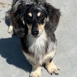 Jellybean - Full AKC price listed - Dapple female Dachshund puppy in Stuart, Iowa from Johnson Family Corgis and more