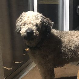 Miller - Saint Berdoodle