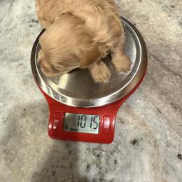 Boy 2 - Red male Maltipoo puppy in Brooksville, Florida from DeVall Maltipoos