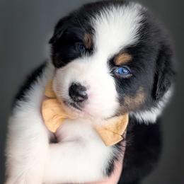 Oreo - Black tri-color male Australian Shepherd puppy in Georgetown, Texas from River Reign Australian Shepherds