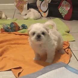 Shih Tzu Puppies from Sarayas Shih Tzus