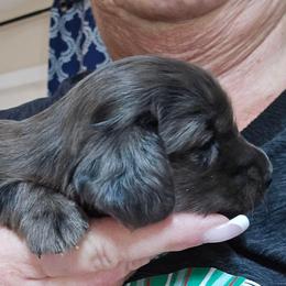 Black Dapple - Dapple male Dachshund puppy in Port Charlotte, Florida from Vicki's Dachshund Crossing