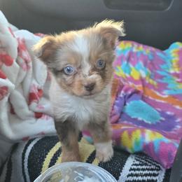 Deja - Teeny Tiny - Red merle female Miniature American Shepherd puppy in Leonard, Texas from Tin Roof Aussies
