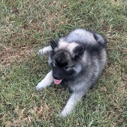 Keeshond All Grown Up from Debbie Courtney
