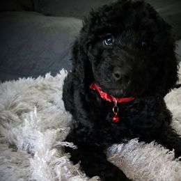 Poodle Puppies from A &A Pinedale Woods Standard Poodles