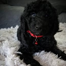 Poodle Puppies from A &A Pinedale Woods Standard Poodles