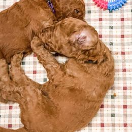 Goldendoodle Puppies from Bear Ridge Doodles