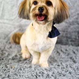 Havanese from Hillside Havanese of Missouri