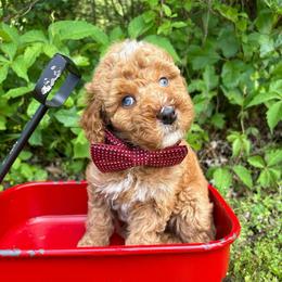 Red collar - Red male Bernedoodle puppy in Calico Rock, Arkansas from Cottrell’s Poodles & Doodles
