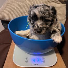 Bluejay, green - Blue merle male Aussiedoodle puppy in Grand Haven, Michigan from Happy Hippy Doodles