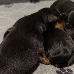 Yorkshire Terriers from Tricia’s Yorkie Puppies