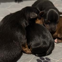 Yorkshire Terriers from Tricia’s Yorkie Puppies