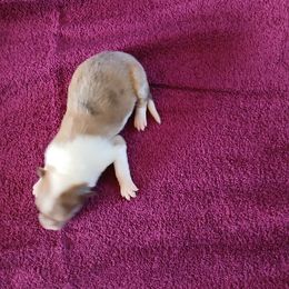 Girl 3 - female Collie puppy in St Stephens, Wyoming from Desert Kennels