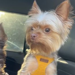 Rocco - Yorkshire Terrier