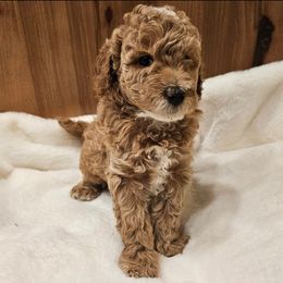 Poodle Puppies from Pure Parti Poodles