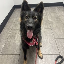 Raven💗 - German Shepherd