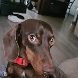 Twix - Chocolate male Dachshund puppy in West Plains, Missouri from Spring Creek Dachshunds