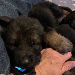 Turquoise - Black and red female German Shepherd puppy in Kansas, Ottawa, Kansas from Import German Shepherds of Kansas